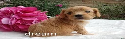 Cavapoo dogs for sale: Hadley - Ad 9
