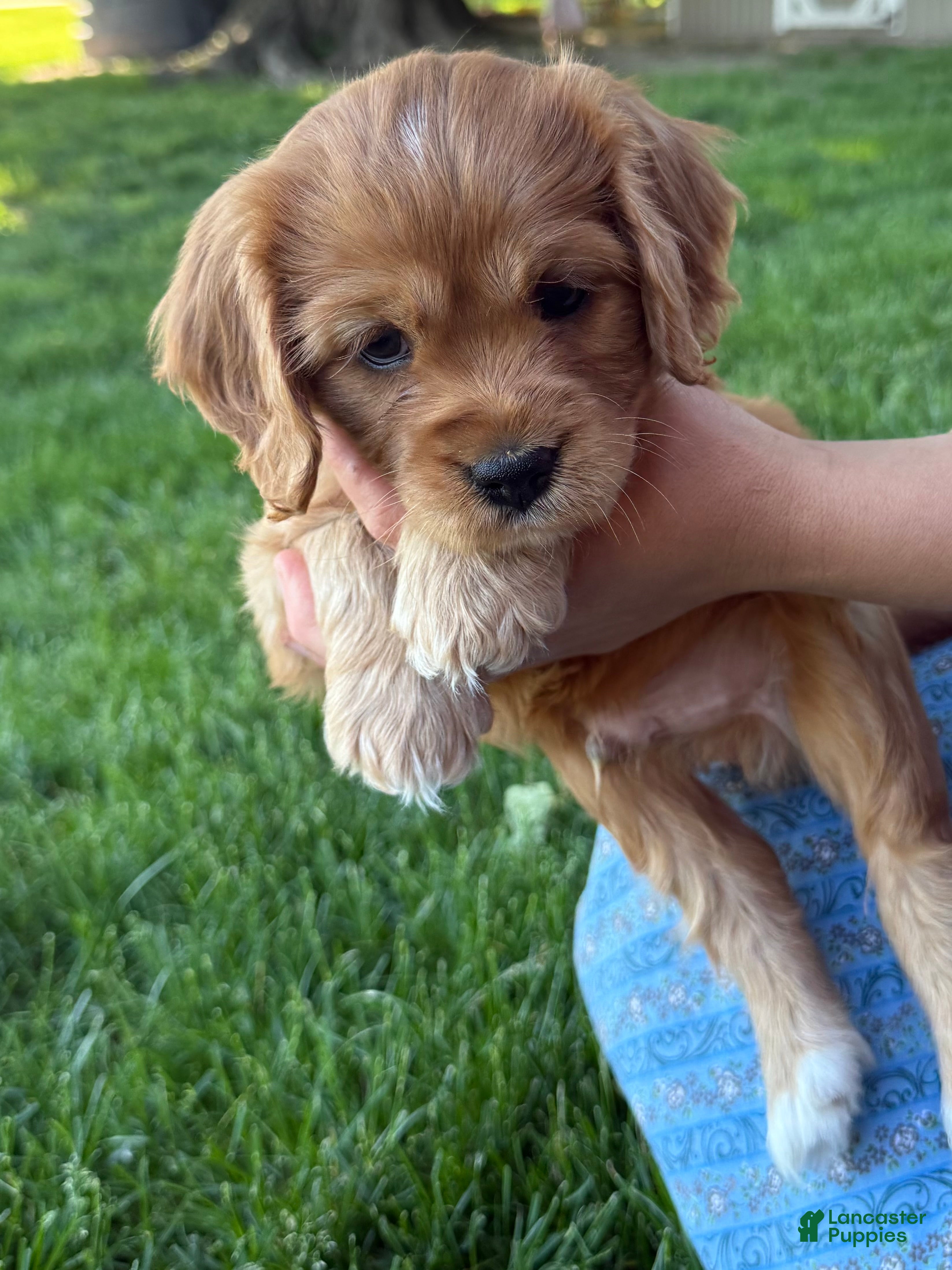 Cavapoo dogs Mickey Cavapoo Puppy  - Ad 1