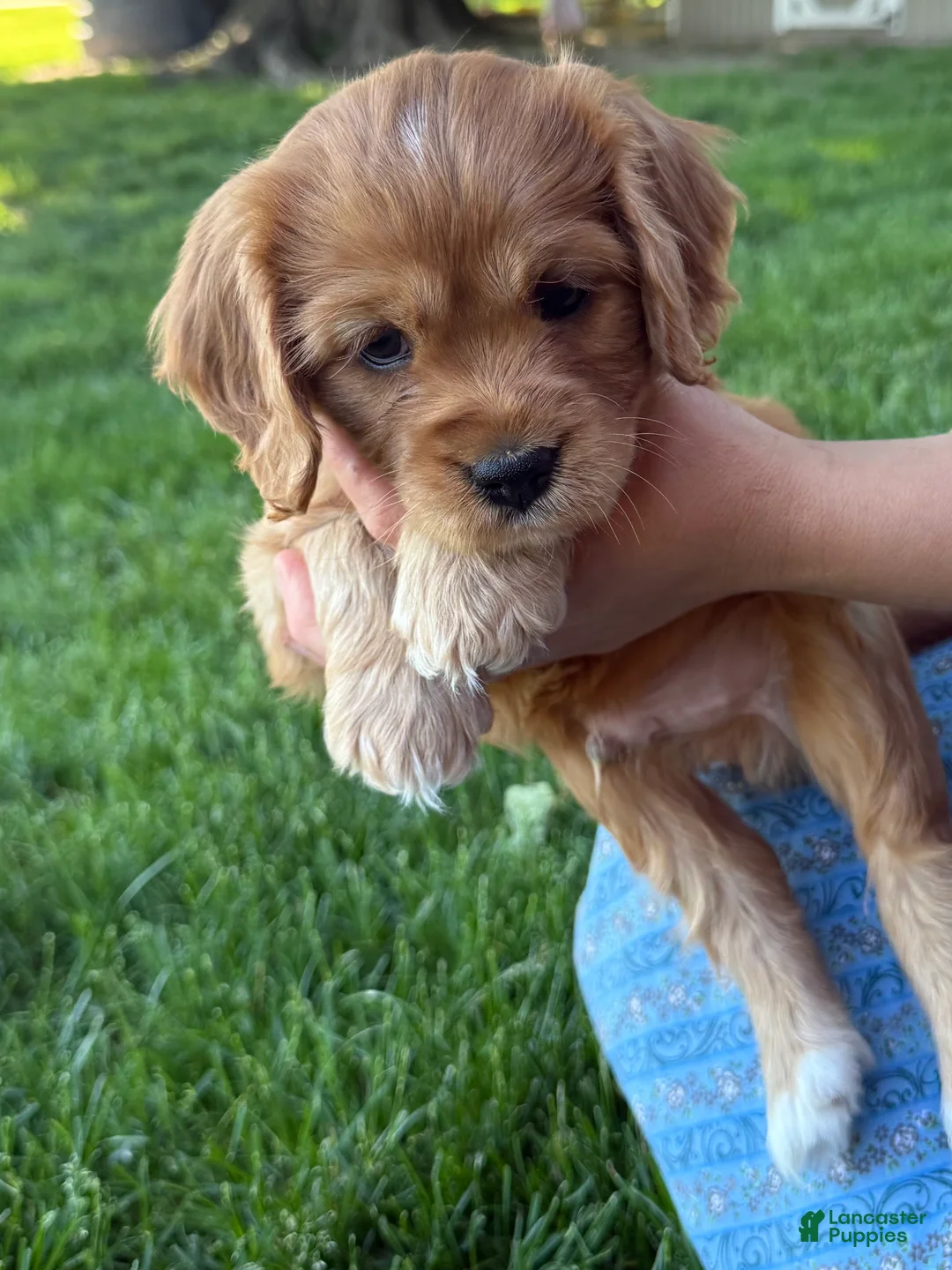 Cavapoo dogs for sale: Mickey Cavapoo Puppy  - Ad 1