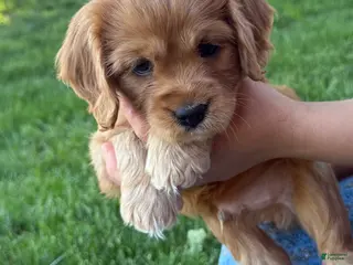 Cavapoo dogs for sale: Mickey Cavapoo Puppy - Ad 1
