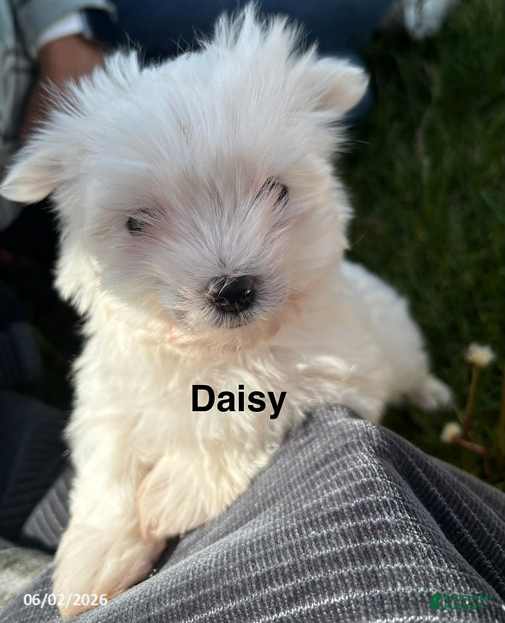 Maltese dogs for sale: Daisy - Ad 1