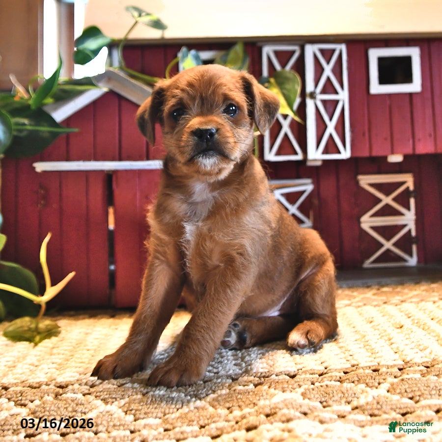 Mixed Breed dogs Rosie - Ad 2