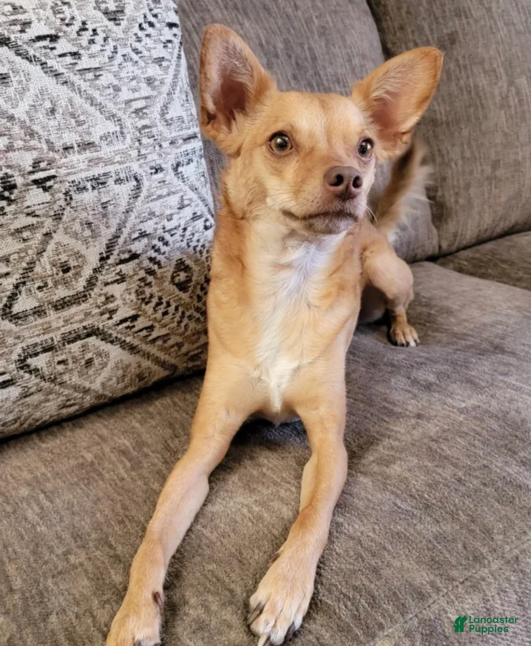 Chihuahua dogs for sale: Chihuahua Puppy 1 - Ad 4