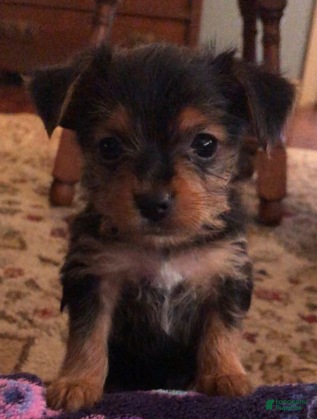 Yorkshire Terrier dogs Yorkshire Terrier 2 - Ad 28