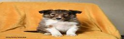 Shetland Sheepdog dogs for sale: Frisky - Ad 2