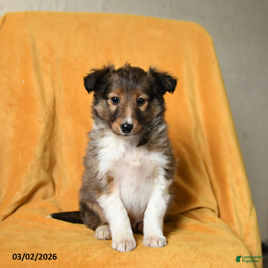 Shetland Sheepdog dogs for sale: Frisky - Ad 2