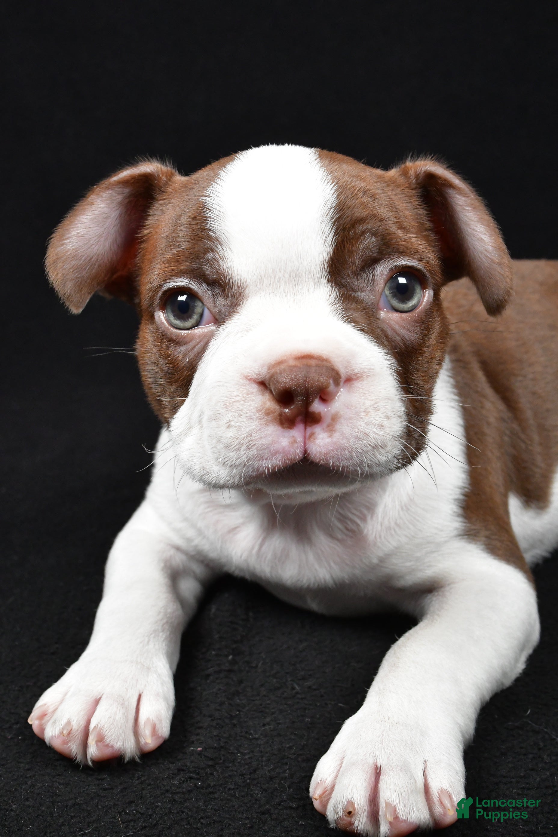 Boston Terrier dogs Hudson - Ad 1
