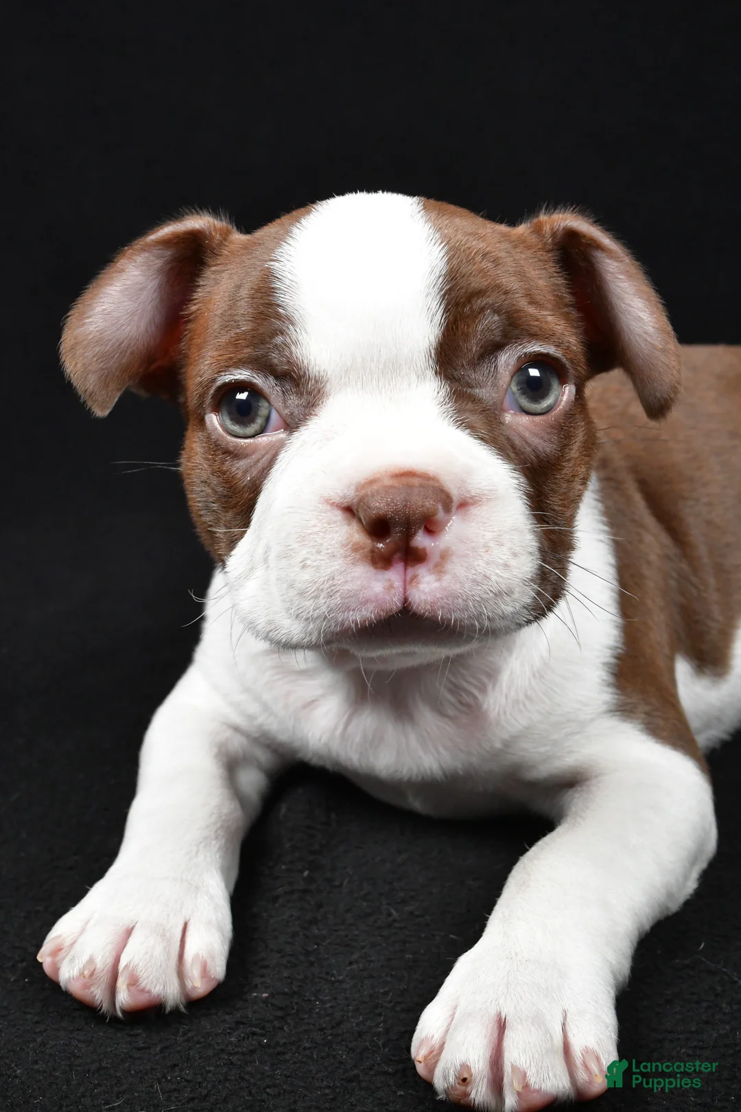 Boston Terrier dogs for sale: Hudson - Ad 1