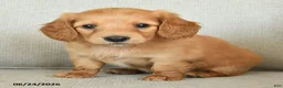 Dachshund dogs for sale: Callie - Ad 2
