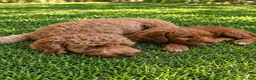 Goldendoodle dogs for sale: Black collar boy - Ad 9