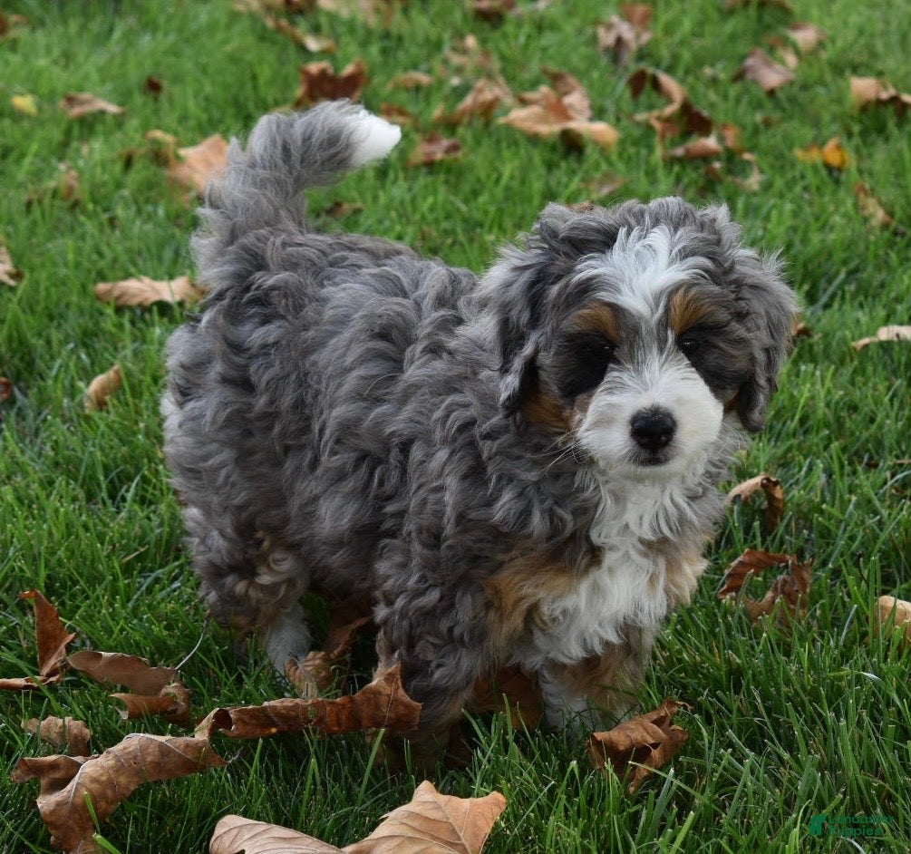 Mini Bernedoodle dogs Jodie F1b - Ad 2