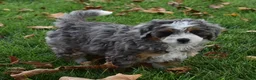 Mini Bernedoodle dogs for sale: Jodie F1b - Ad 2