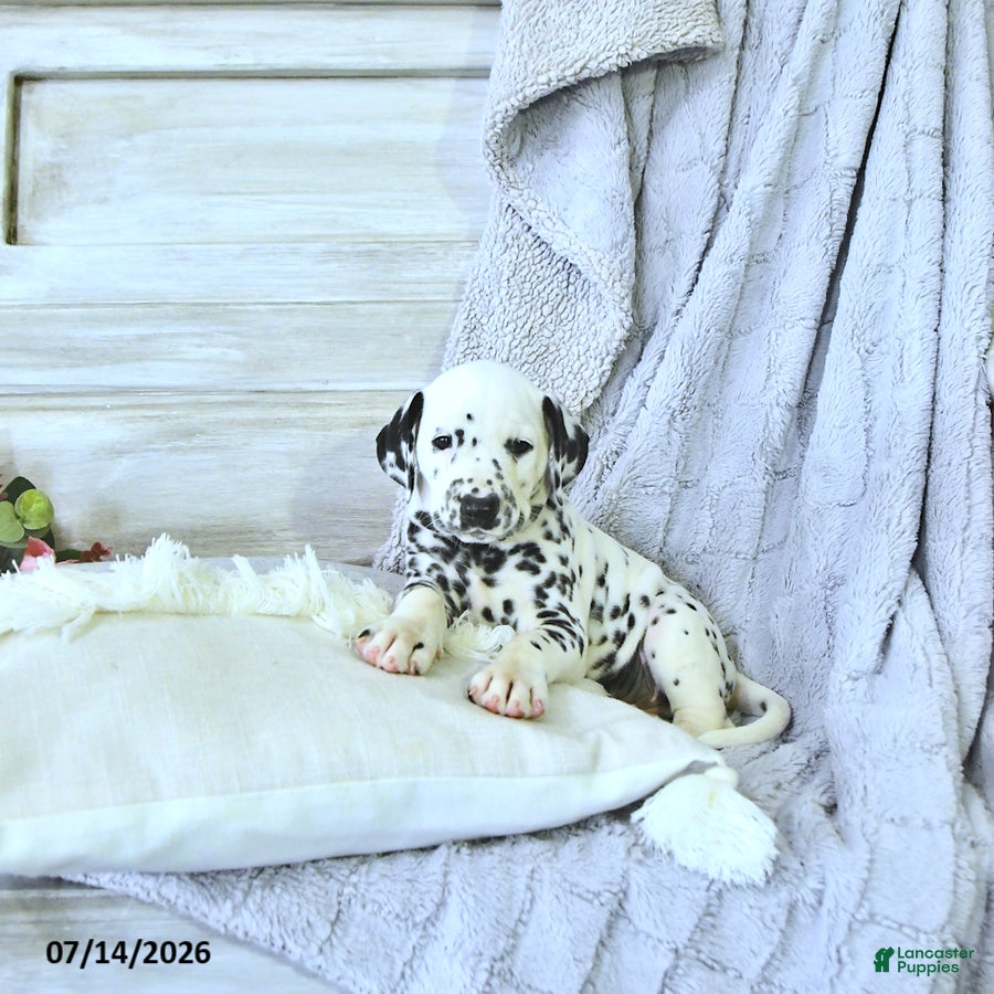 Dalmatian dogs Bryce - Ad 2