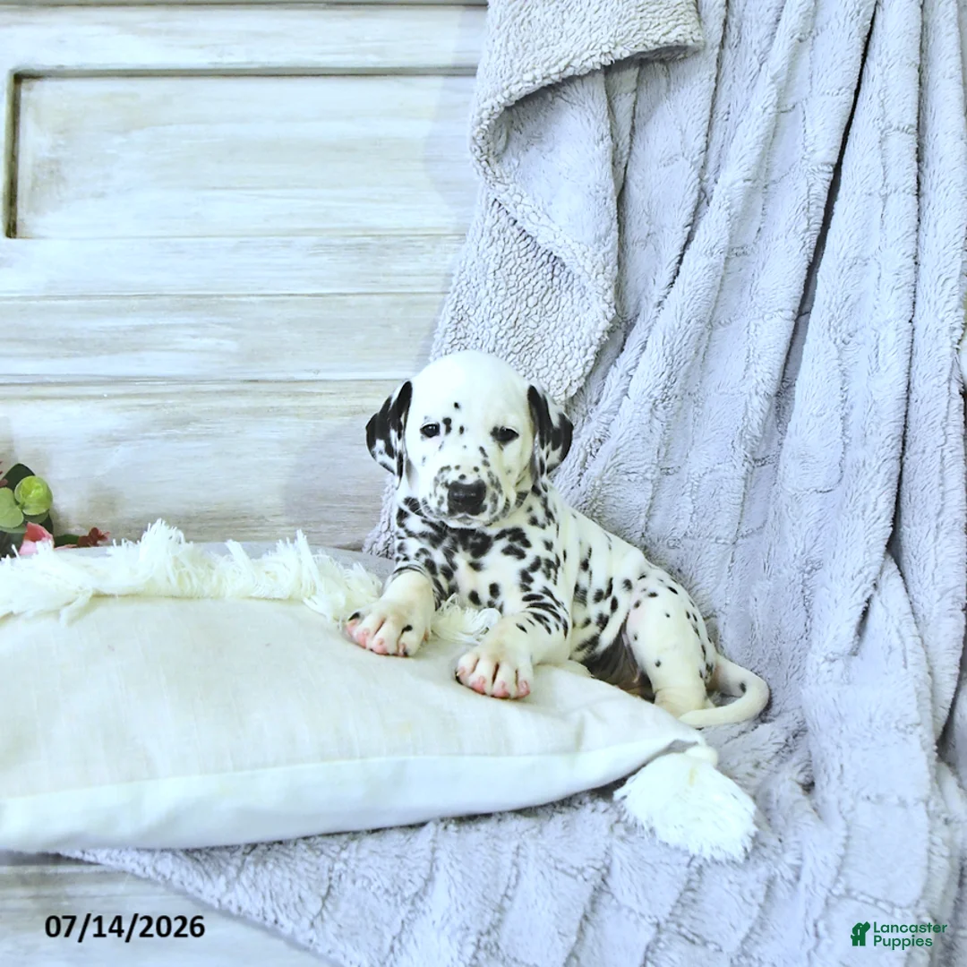 Dalmatian dogs for sale: Bryce - Ad 2