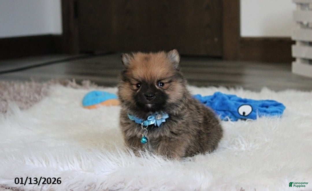 Pomeranian dogs for sale: Asher - Ad 3