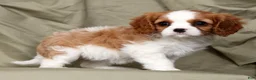 Cavalier King Charles Spaniel dogs for sale: Olivia - Ad 4