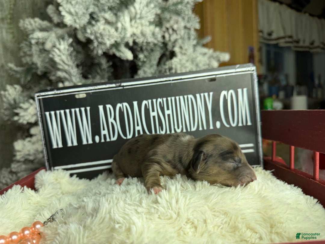 Miniature Dachshund dogs for sale: Cream dapple - Ad 3