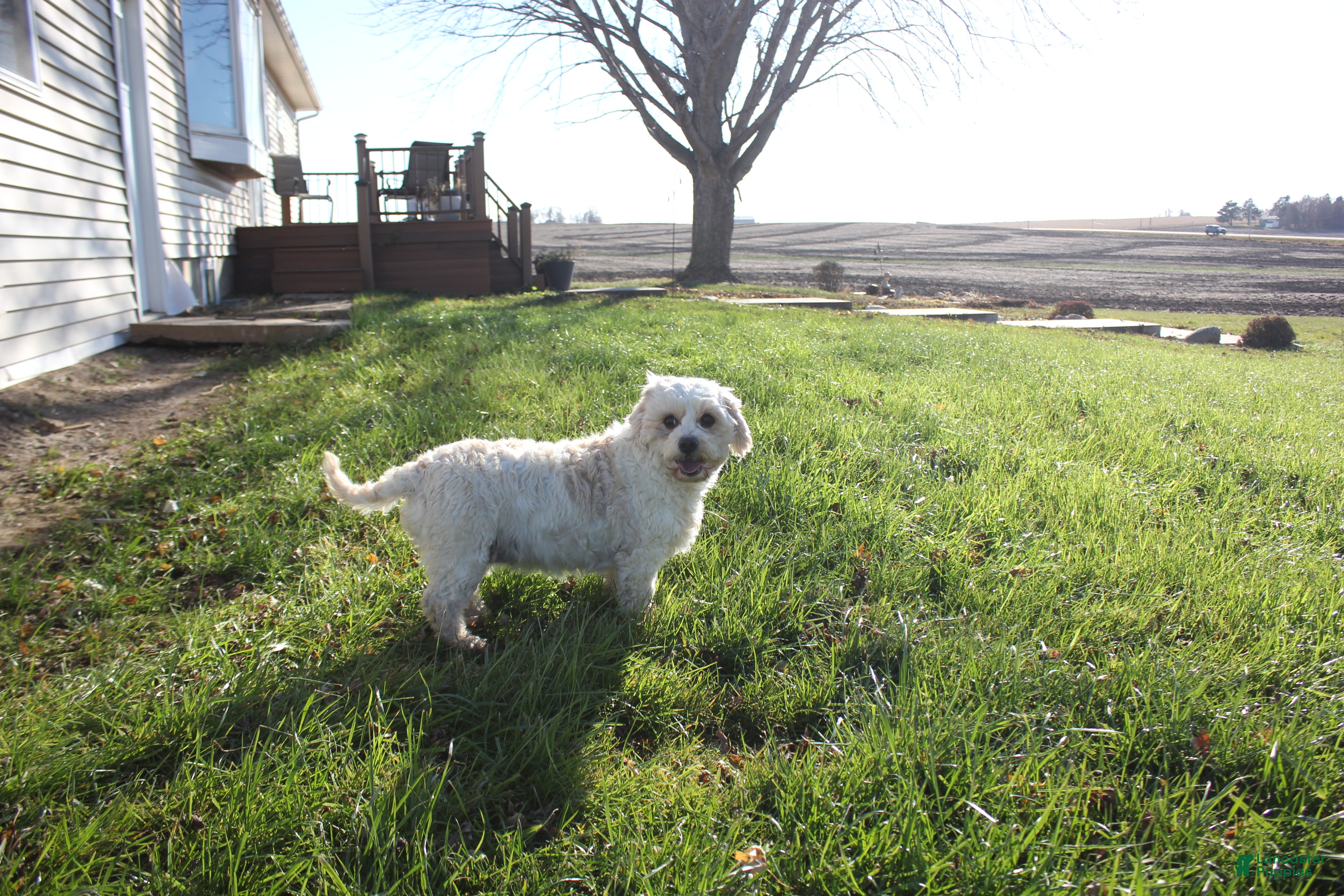 Maizy