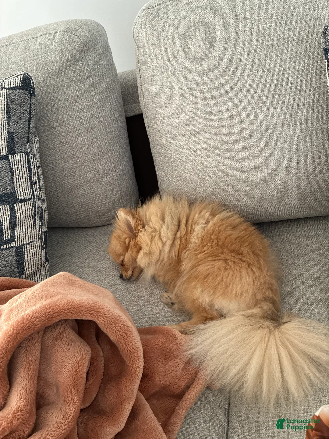 Pomeranian dogs for sale: Pica - Ad 1
