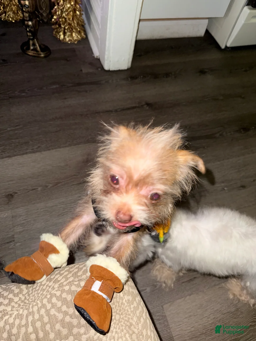 Mixed Breed dogs for sale: Chanel - Ad 1