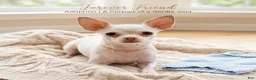 Chihuahua dogs for sale: Chihuahua 2 - Ad 6