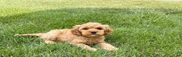 Mixed Breed dogs for sale: Cockapoo/Cavapoo male 1 - Ad 3