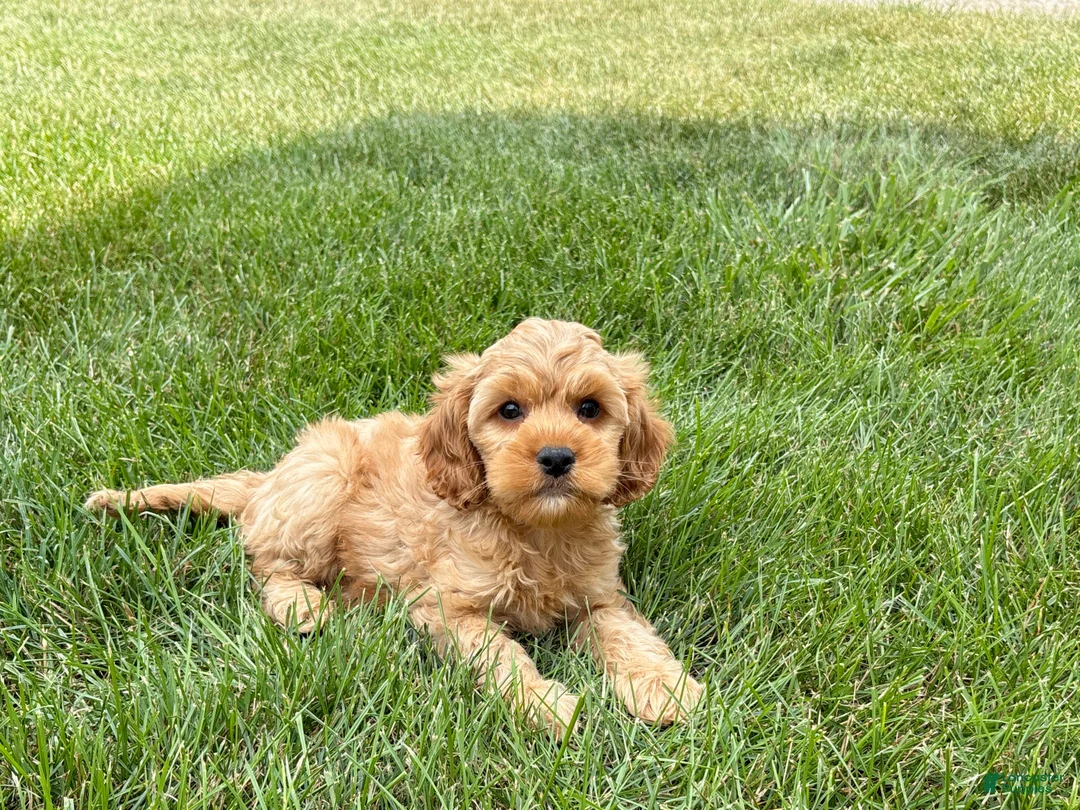 Mixed Breed dogs for sale: Cockapoo/Cavapoo male 1 - Ad 2