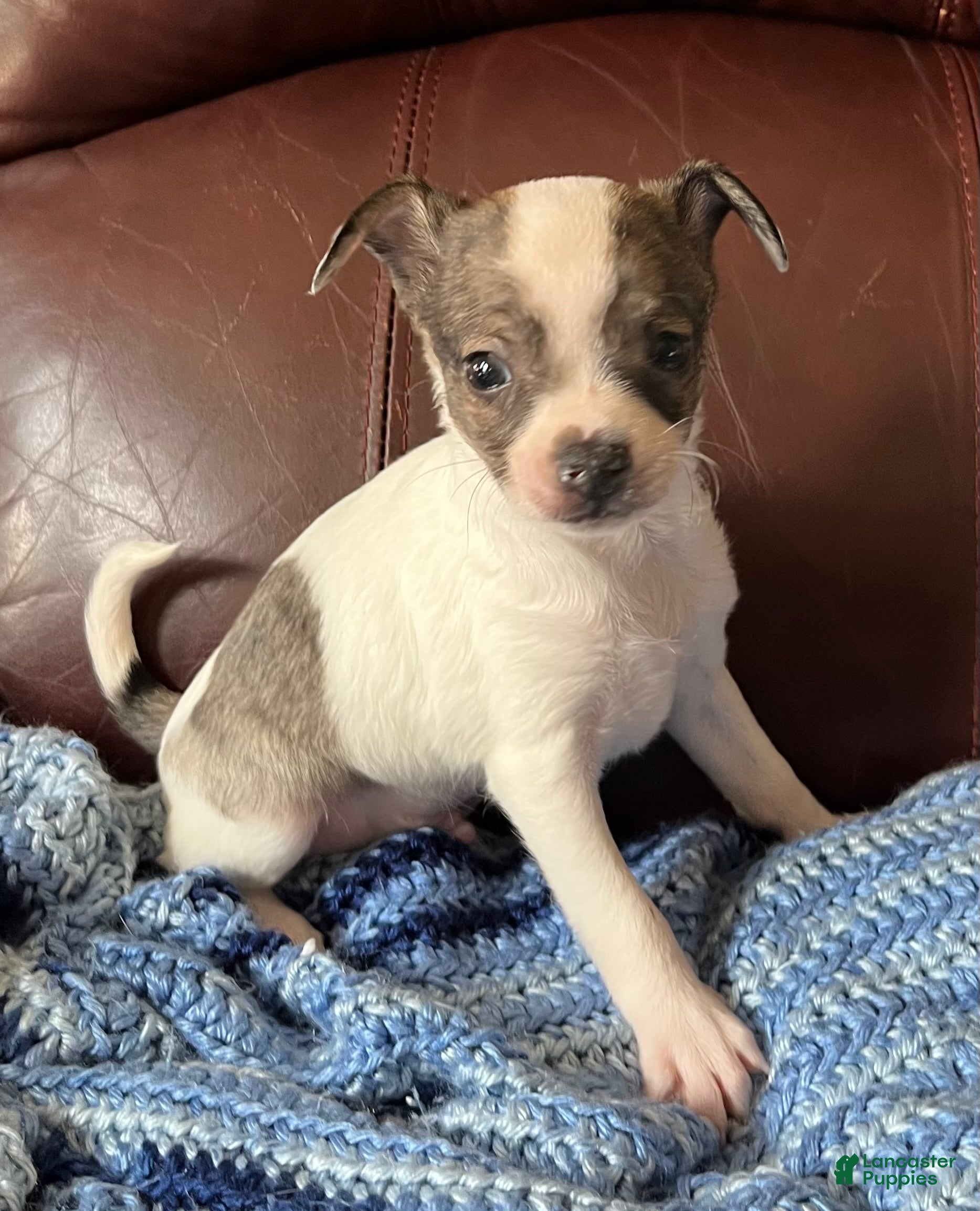 Chiweenie