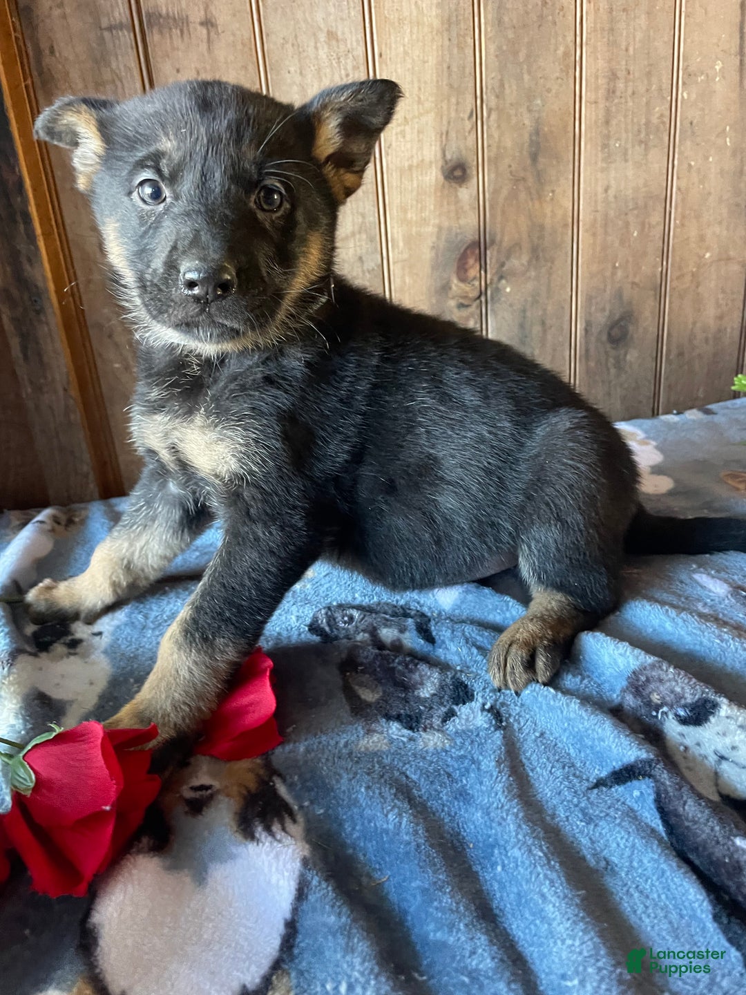 German Shepherd dogs for sale: Angel - Ad 2