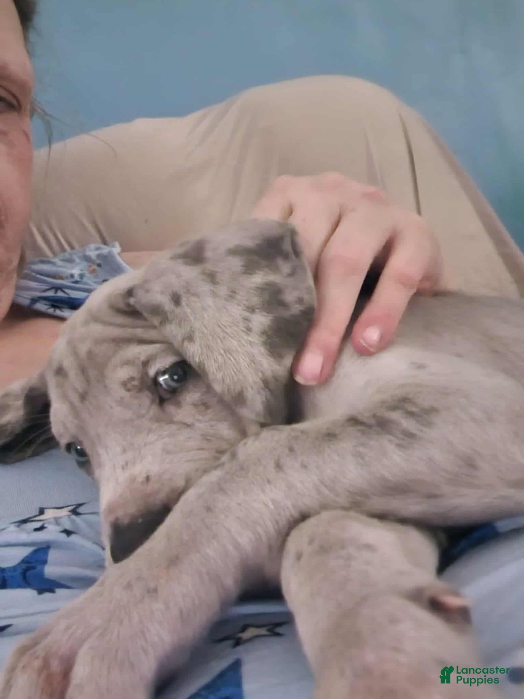 Great Dane dogs for sale: Prince Charming - Ad 18