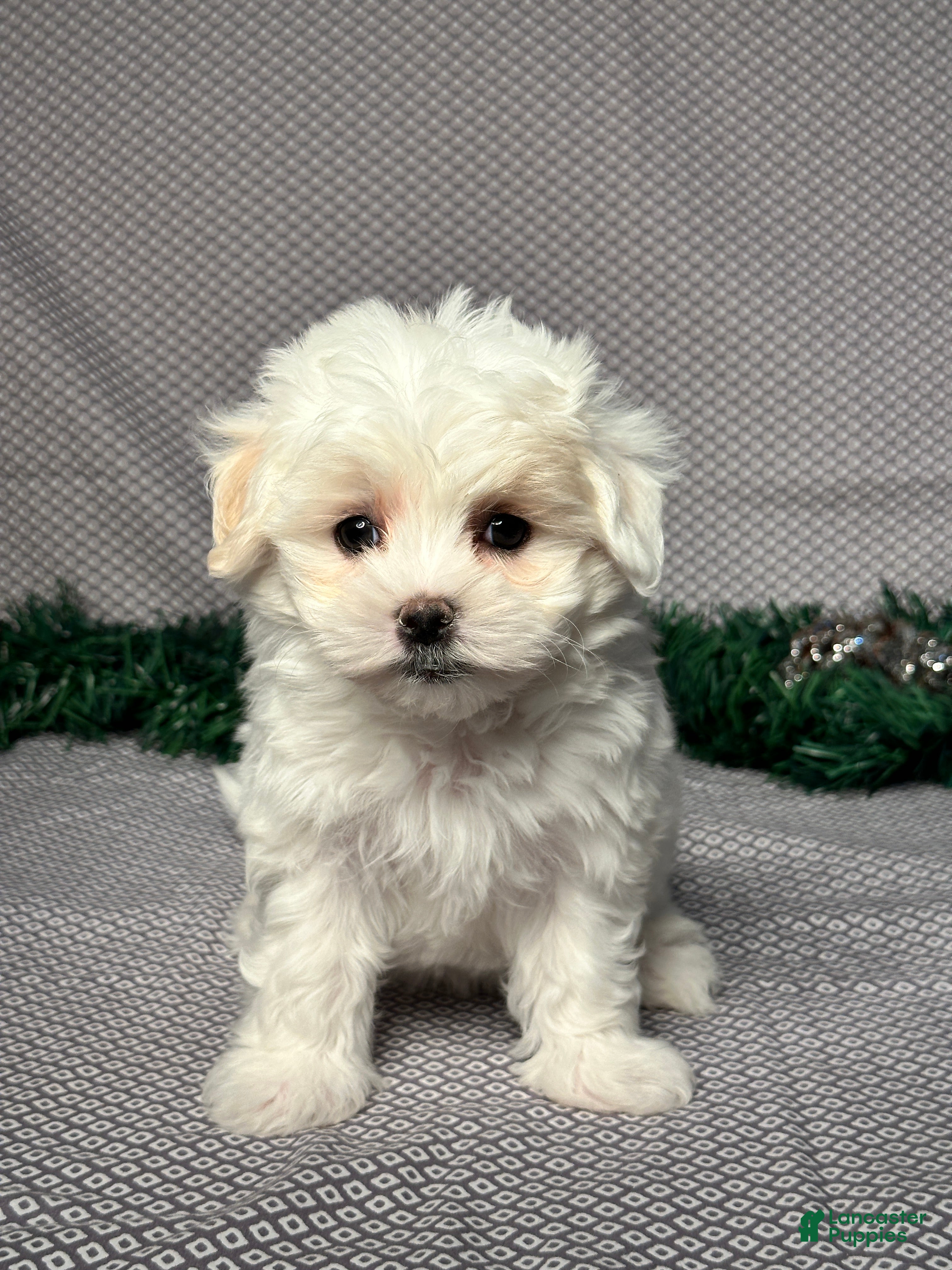 Maltese dogs for sale: Emily - Ad 3