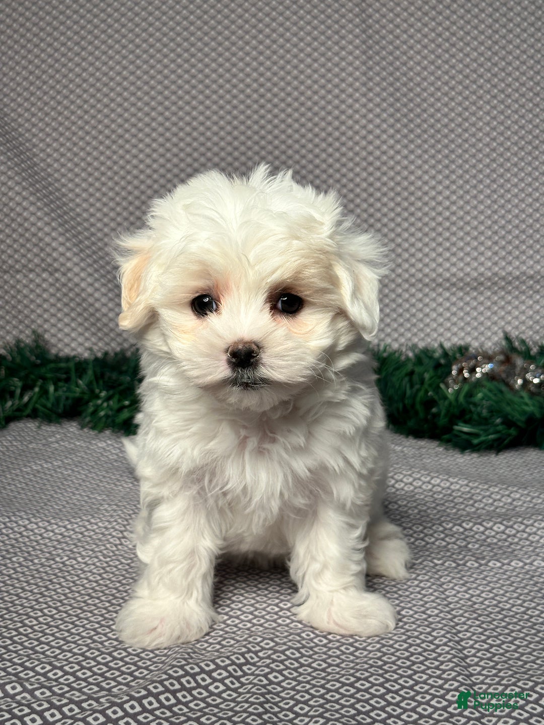 Maltese dogs for sale: Emily - Ad 1