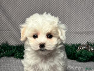 Maltese dogs for sale: Emily - Ad 3