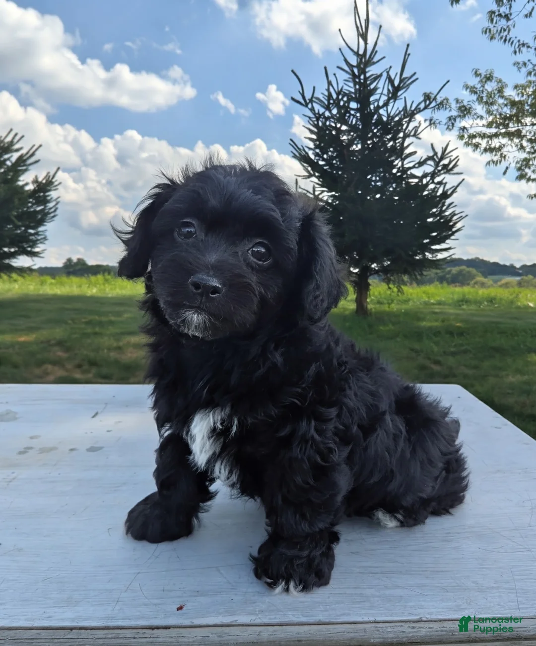 Chipoo dogs for sale: Ellie - Ad 11