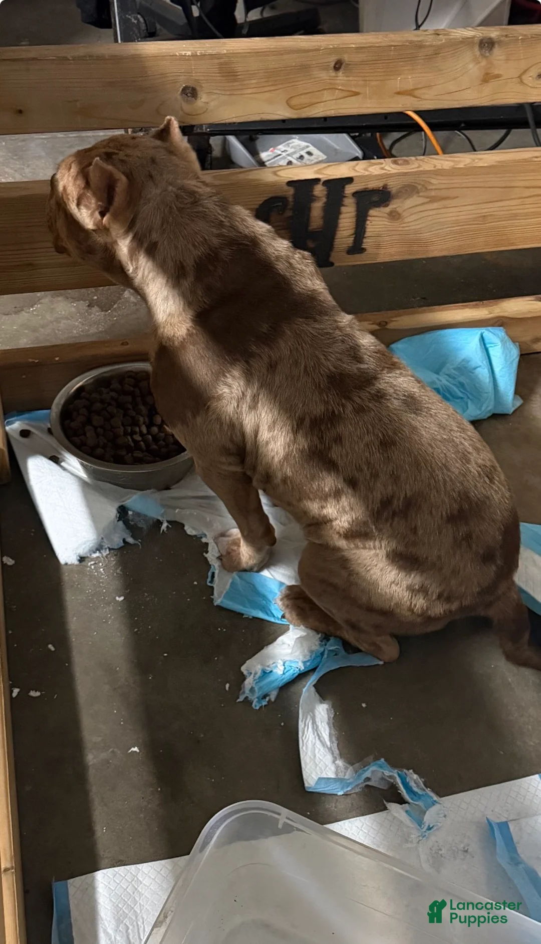 American Bully dogs for stud: Peso  - Ad 5