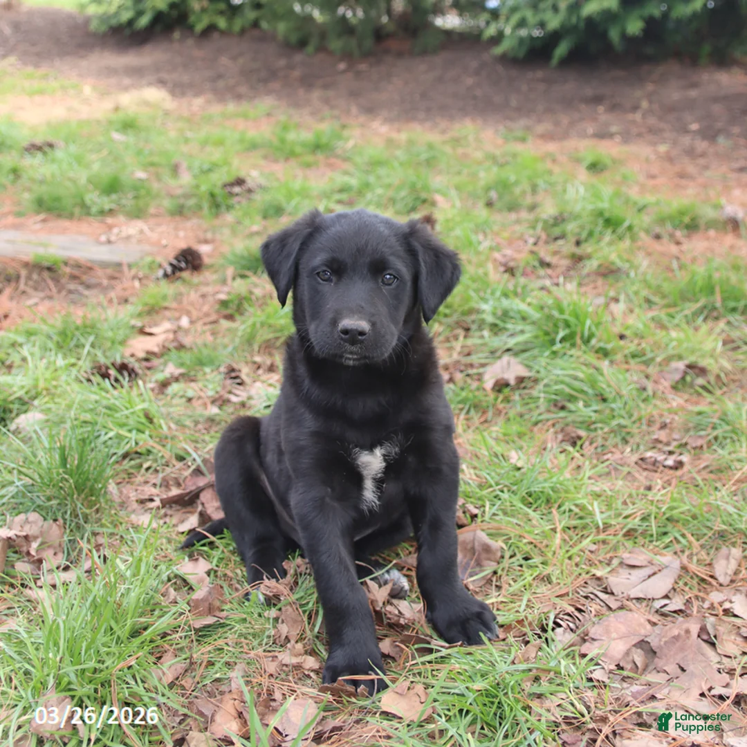 Mixed Breed dogs for sale: Milo - Ad 1