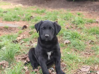 Mixed Breed dogs for sale: Milo - Ad 4