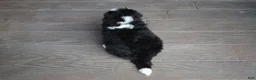 Mini Bernedoodle dogs for sale: Jax - Ad 18