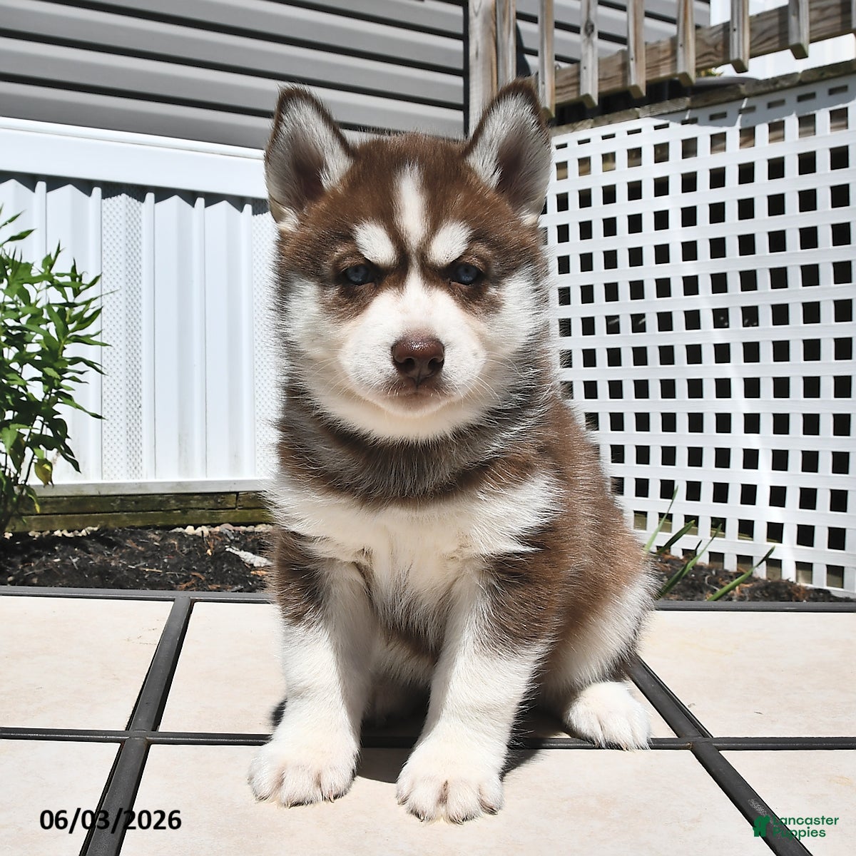 Siberian Husky dogs Cocoa - Ad 1