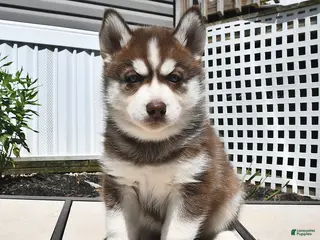 Siberian Husky dogs for sale: Cocoa - Ad 2