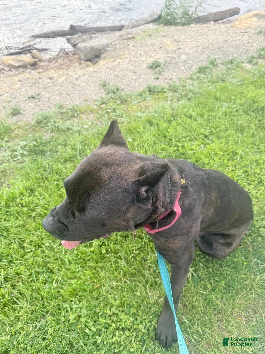 Cane Corso dogs for sale: Phantom - Ad 12