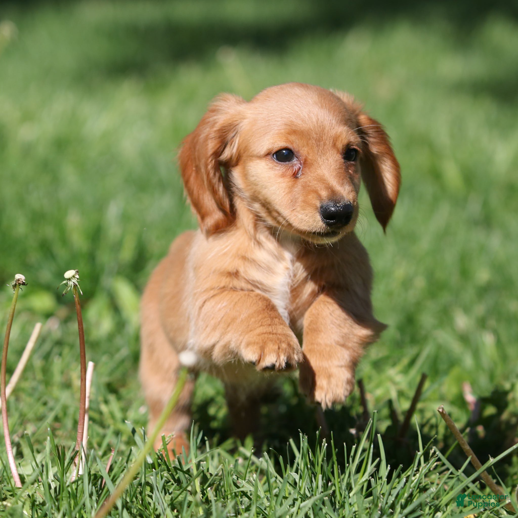 Miniature Dachshund dogs Paisley Miniature Dachshund Puppy  - Ad 1