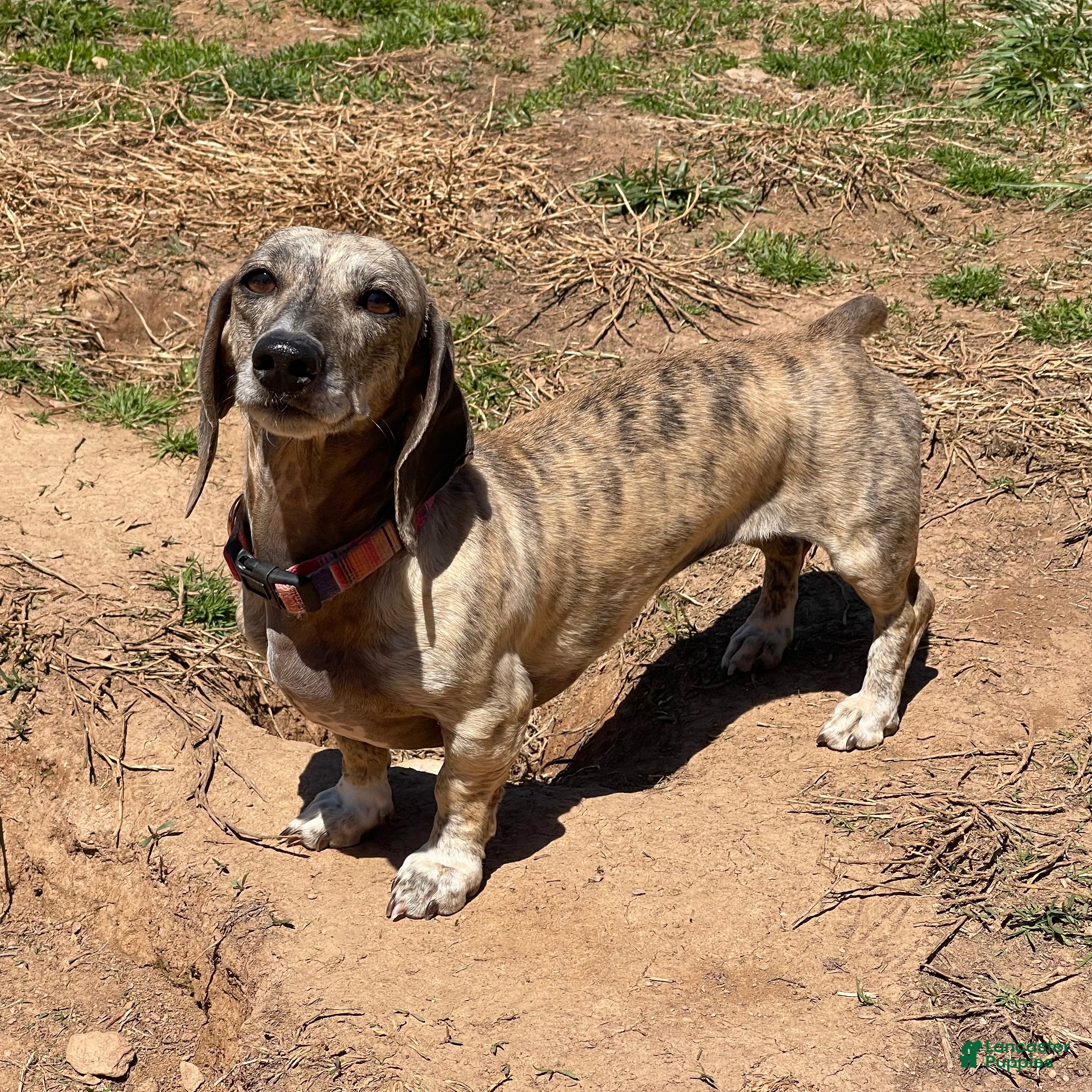 Dachshund dogs Scribble - Ad 35