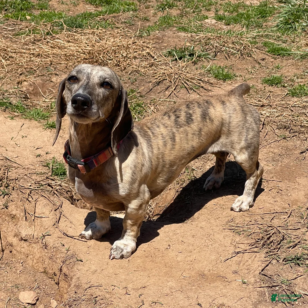 Dachshund dogs for sale: Scribble - Ad 1