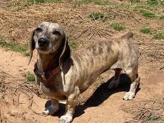 Dachshund dogs Scribble - Ad 35