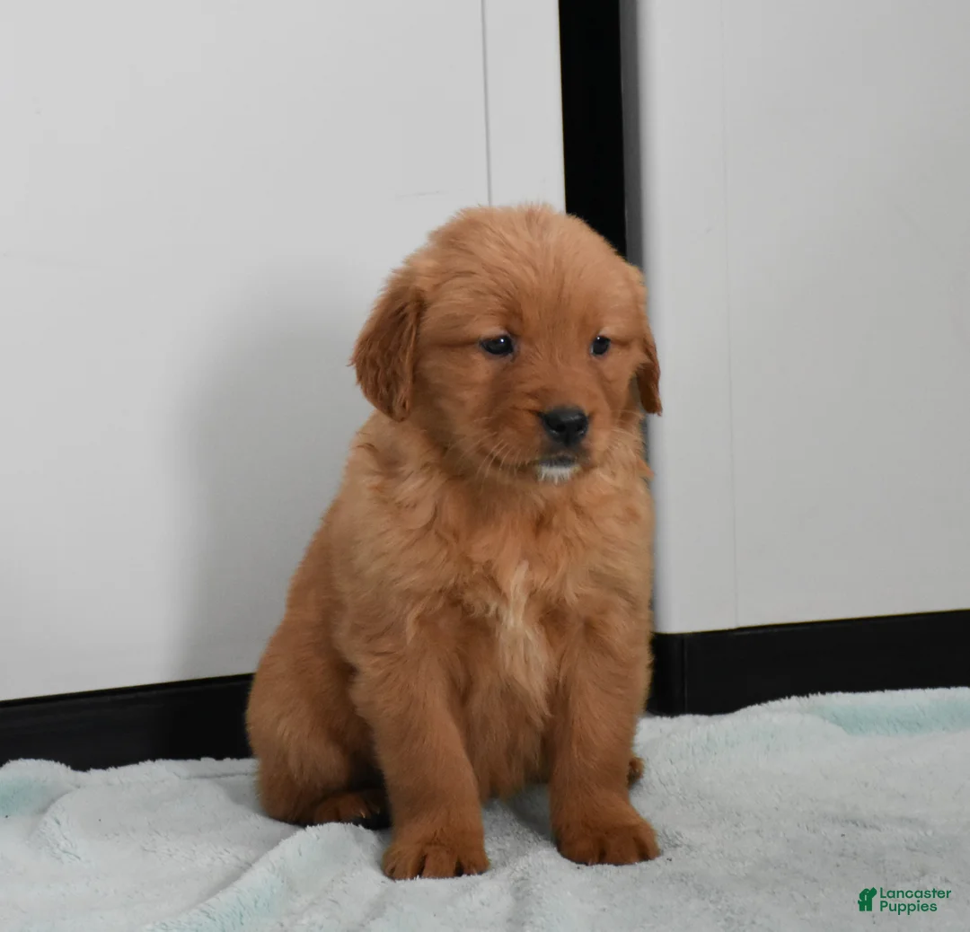 Golden Retriever dogs for sale: Sydney   Genetic/OFA - Ad 22