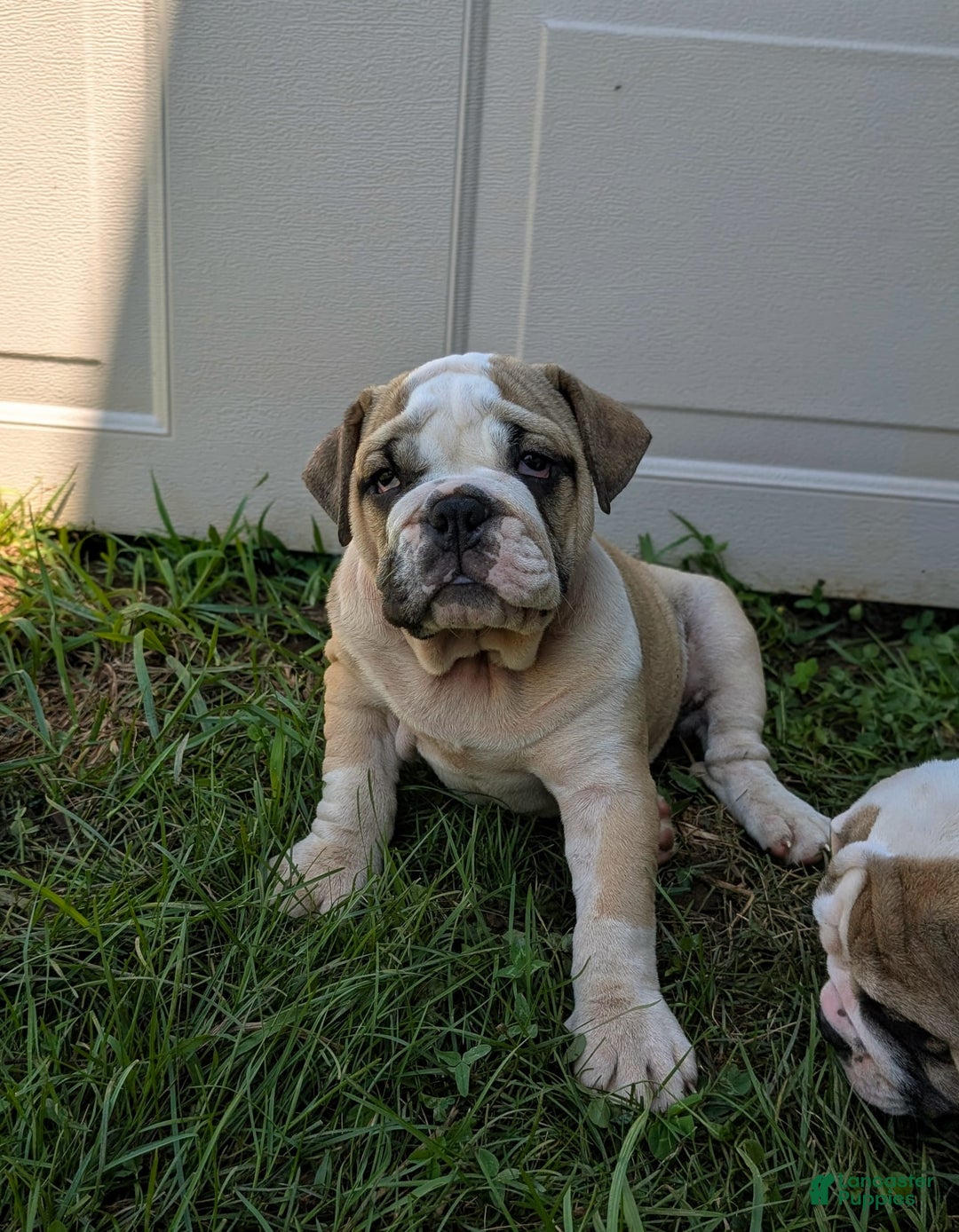 Olde English Bulldogge dogs for sale: Ginger - Ad 8