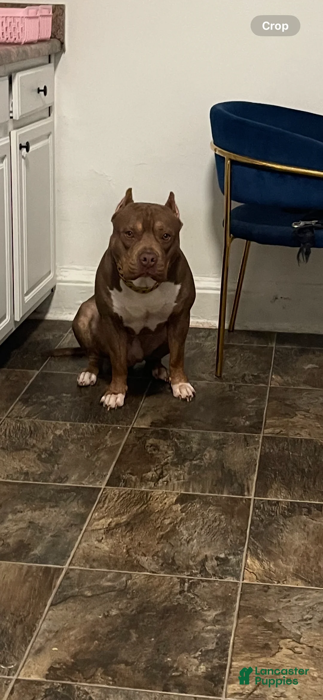 American Bully dogs for stud: Hager bullies kobe - Ad 3