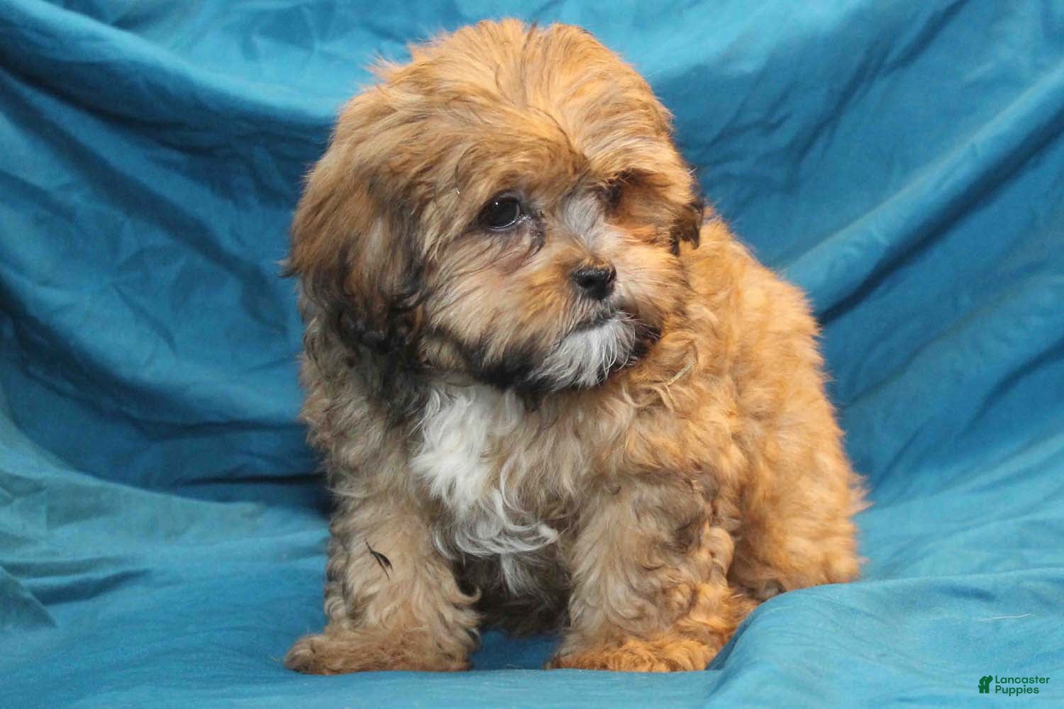 Gold Shihpoo Puppies for sale Lancaster Puppies