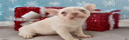 French Bulldog dogs for sale: Snowflake - Ad 3